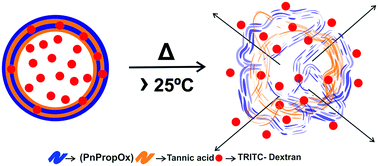 Graphical abstract: Hydrogen bonded capsules by layer-by-layer assembly of tannic acid and poly(2-n-propyl-2-oxazoline) for encapsulation and release of macromolecules