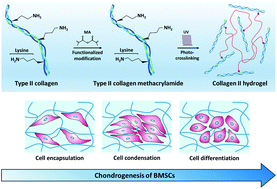 Graphical abstract: Photo-crosslinked mono-component type II collagen hydrogel as a matrix to induce chondrogenic differentiation of bone marrow mesenchymal stem cells