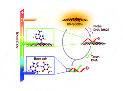 Graphical abstract: Boron and nitrogen co-doped single-layered graphene quantum dots: a high-affinity platform for visualizing the dynamic invasion of HIV DNA into living cells through fluorescence resonance energy transfer