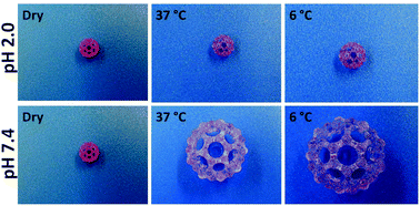 Graphical abstract: Temperature and pH responsive 3D printed scaffolds