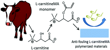 Graphical abstract: l-Carnitine derived zwitterionic betaine materials