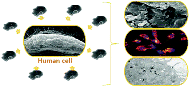 Graphical abstract: Internalization studies on zeolite nanoparticles using human cells