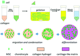 Graphical abstract: Fast fabrication of stable cartilage-like tissue using collagen hydrogel microsphere culture