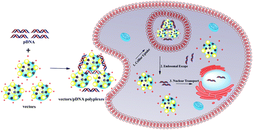 Graphical abstract: Construction of core–shell tecto dendrimers based on supramolecular host–guest assembly for enhanced gene delivery