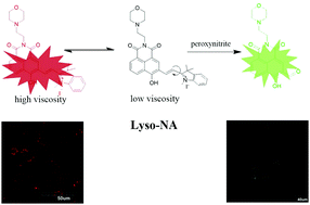 Graphical abstract: A lysosome targetable versatile fluorescent probe for imaging viscosity and peroxynitrite with different fluorescence signals in living cells