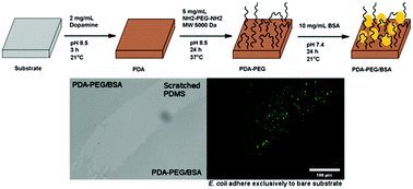 Graphical abstract: Polydopamine–polyethylene glycol–albumin antifouling coatings on multiple substrates