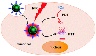 Graphical abstract: Controlled synthesis of upconverting nanoparticles/CuS yolk–shell nanoparticles for in vitro synergistic photothermal and photodynamic therapy of cancer cells