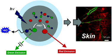 Graphical abstract: Monitoring the release of a NO photodonor from polymer nanoparticles via Förster resonance energy transfer and two-photon fluorescence imaging