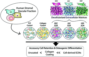 Graphical abstract: Cell-secreted extracellular matrix, independent of cell source, promotes the osteogenic differentiation of human stromal vascular fraction