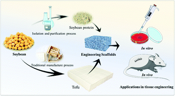 Graphical abstract: Evaluation of tofu as a potential tissue engineering scaffold
