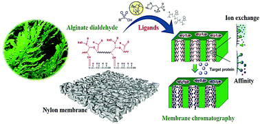 Graphical abstract: Alginate dialdehyde meets nylon membrane: a versatile platform for facile and green fabrication of membrane adsorbers
