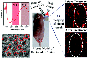 Graphical abstract: Engineering a protein-based nanoplatform as an antibacterial agent for light activated dual-modal photothermal and photodynamic therapy of infection in both the NIR I and II windows