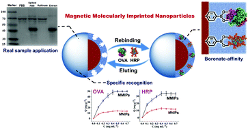 Graphical abstract: Synthesis of magnetic molecularly imprinted nanoparticles with multiple recognition sites for the simultaneous and selective capture of two glycoproteins