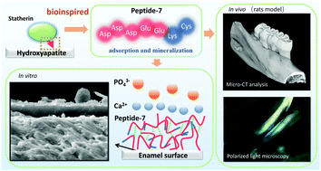Graphical abstract: Bioinspired heptapeptides as functionalized mineralization inducers with enhanced hydroxyapatite affinity