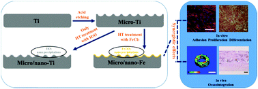 Graphical abstract: Investigation of osteogenic responses of Fe-incorporated micro/nano-hierarchical structures on titanium surfaces