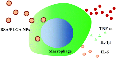 Graphical abstract: Influences of surface coating of PLGA nanoparticles on immune activation of macrophages