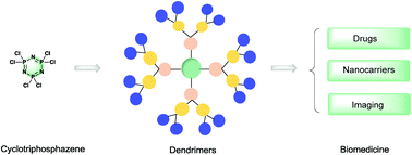 Graphical abstract: Cyclotriphosphazene core-based dendrimers for biomedical applications: an update on recent advances