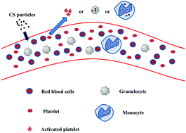 Graphical abstract: Inflammatory activation of human serum albumin- or ovalbumin-modified chitosan particles to macrophages and their immune response in human whole blood