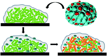 Graphical abstract: Nanoengineered hollow mesoporous silica nanoparticles for the delivery of antimicrobial proteins into biofilms