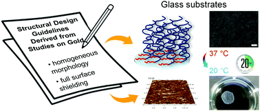 Graphical abstract: Transfer of functional thermoresponsive poly(glycidyl ether) coatings for cell sheet fabrication from gold to glass surfaces