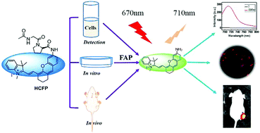 Graphical abstract: A novel fibroblast activation protein-targeted near-infrared fluorescent off–on probe for cancer cell detection, in vitro and in vivo imaging