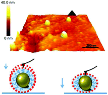 Graphical abstract: Investigations on the elasticity of functional gold nanoparticles using single-molecule force spectroscopy
