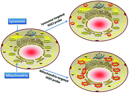 Graphical abstract: Mitochondria and lysosome-targetable fluorescent probes for HOCl: recent advances and perspectives