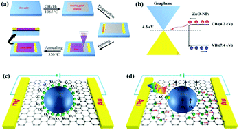 Graphical abstract: Transfer-free and printable graphene/ZnO-nanoparticle nanohybrid photodetectors with high performance