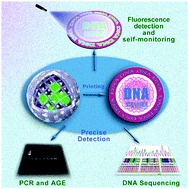 Graphical abstract: A self-monitored fluorescence DNA anti-counterfeiting system based on silica coated SYBR Green I/DNA gelatin nanoparticles