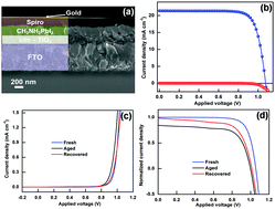 Graphical abstract: Intrinsic and interfacial kinetics of perovskite solar cells under photo and bias-induced degradation and recovery