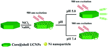 Graphical abstract: A pH-responsive assembly based on upconversion nanocrystals and ultrasmall nickel nanoparticles