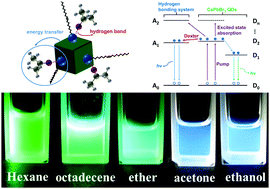 Graphical abstract: Energy transfer assisted solvent effects on CsPbBr3 quantum dots