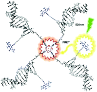 Graphical abstract: Synthesis and characterization of porphyrin–DNA constructs for the self-assembly of modular energy transfer arrays