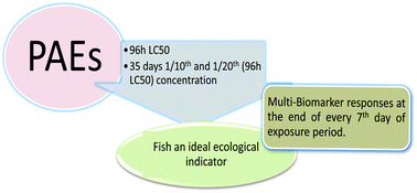 Graphical abstract: Potential effects of low molecular weight phthalate esters (C16H22O4 and C12H14O4) on the freshwater fish Cyprinus carpio