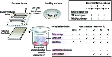 Graphical abstract: Comparative effects of a candidate modified-risk tobacco product Aerosol and cigarette smoke on human organotypic small airway cultures: a systems toxicology approach