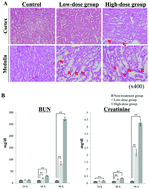 Graphical abstract: Metabolomics for the early detection of cisplatin-induced nephrotoxicity