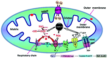 Graphical abstract: Toxicity of Pb2+ on rat liver mitochondria induced by oxidative stress and mitochondrial permeability transition