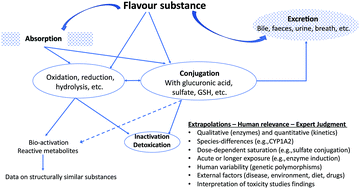 Graphical abstract: The safety evaluation of food flavouring substances: the role of metabolic studies