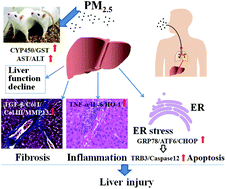 Graphical abstract: Effects of sub-chronic exposure to atmospheric PM2.5 on fibrosis, inflammation, endoplasmic reticulum stress and apoptosis in the livers of rats