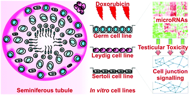 Graphical abstract: Perturbation of microRNA signalling by doxorubicin in spermatogonial, Leydig and Sertoli cell lines in vitro