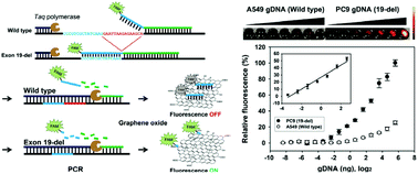Graphical abstract: Fluorometric detection of EGFR exon 19 deletion mutation in lung cancer cells using graphene oxide