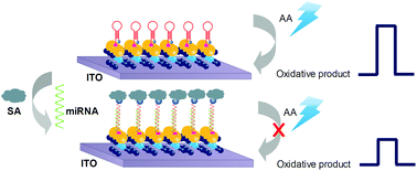 Graphical abstract: Au nanoparticles on two-dimensional MoS2 nanosheets as a photoanode for efficient photoelectrochemical miRNA detection