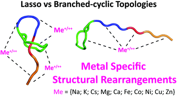 Graphical abstract: Metal ions induced secondary structure rearrangements: mechanically interlocked lasso vs. unthreaded branched-cyclic topoisomers