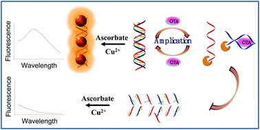 Graphical abstract: Label-free and sensitive detection of Ochratoxin A based on dsDNA-templated copper nanoparticles and exonuclease-catalyzed target recycling amplification