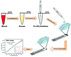 Graphical abstract: A voltammetric method for Fe(iii) in blood serum using a screen-printed electrode modified with a Schiff base ionophore