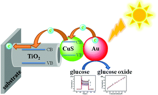 Graphical abstract: Ternary nanocomposites of Au/CuS/TiO2 for an ultrasensitive photoelectrochemical non-enzymatic glucose sensor