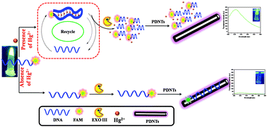 Graphical abstract: Polydopamine nanotube mediated fluorescent biosensor for Hg(ii) determination through exonuclease III-assisted signal amplification
