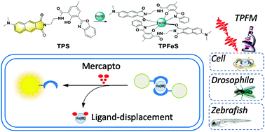 Graphical abstract: Ligand-displacement-based two-photon fluorogenic probe for visualizing mercapto biomolecules in live cells, Drosophila brains and zebrafish