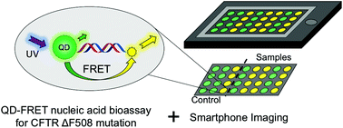 Graphical abstract: Detection of cystic fibrosis transmembrane conductance regulator ΔF508 gene mutation using a paper-based nucleic acid hybridization assay and a smartphone camera