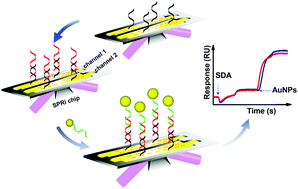 Graphical abstract: A highly sensitive SPRi biosensing strategy for simultaneous detection of multiplex miRNAs based on strand displacement amplification and AuNP signal enhancement